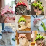 Collage de chats adorables avec chapeaux colorés et amusants, exprimant joie et humour.