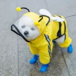 Chien adorable en costume dabeille, prêt pour une promenade joyeuse au parc.