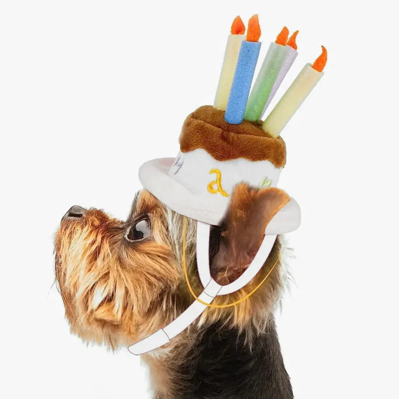 Un adorable petit chien en chapeau danniversaire joyeux, prêt à célébrer.