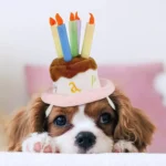 Chien Cavalier King Charles joyeux avec chapeau danniversaire mignon et ambiance festive.