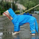 Chien en costume de dinosaure bleu, amusant et prêt pour une aventure sous la pluie.