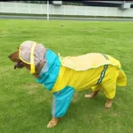 Chien doré heureux dans un imperméable jaune sur lherbe verte.