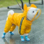 Chien en manteau jaune et bottes bleues, prêt à affronter la pluie.