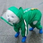 Chien fluffy en veste de pluie verte et bottines bleues, curieux sous la pluie.