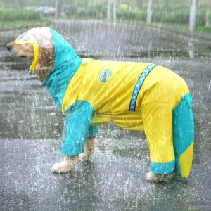 Chien golden retriever sous la pluie, dans un imperméable jaune et teal, calme et joyeux.