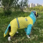 Un chien curieux en manteau de pluie jaune et turquoise, explorant la nature urbaine.