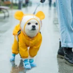 Chien mignon en imperméable jaune et bottes bleues sous la pluie, curieux et joyeux.