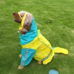 Un golden retriever heureux en manteau de pluie coloré sur une pelouse verte.