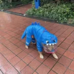 Chien en imperméable requin coloré, jouant sous la pluie sur un chemin en briques.