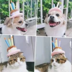 Chiens et chats en fête : joyeux anniversaire avec des chapeaux colorés et des expressions adorables.