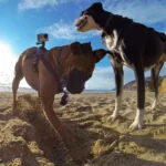 Chiens jouant sur la plage : moment de joie et daventure au soleil.