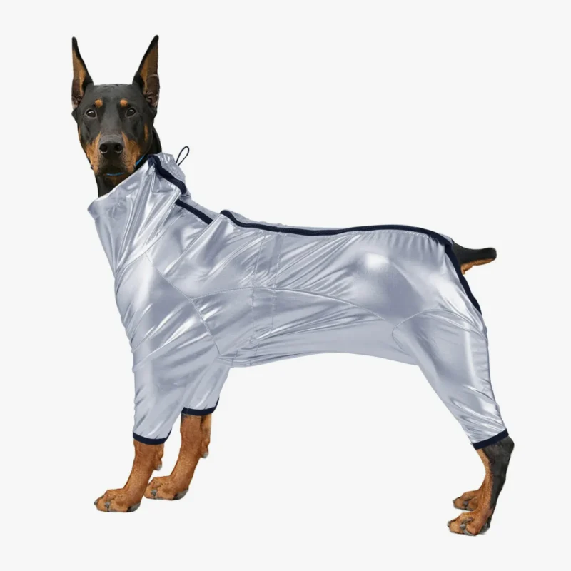 Doberman élégant en tenue métallique argentée, avec oreilles dressées et pose confiante.