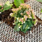 Plante florale aux fleurs roses et blanches, feuillage vert dans un jardin ensoleillé.