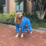 Golden retriever en manteau de pluie bleu, heureux sur un chemin urbain après la pluie.