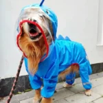 Golden retriever en manteau de pluie bleu dino, joyeux sous la pluie.