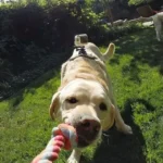 Labrador joyeux avec jouet coloré dans un jardin ensoleillé, capturant un moment de jeu.