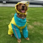 Golden retriever joyeux en manteau de pluie coloré sur une pelouse verte.