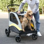 Golden retriever heureux dans une poussette pour chien, promenade en plein air dans le parc.