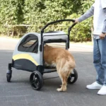 Promenade en parc avec un chien golden retriever dans une poussette grise et jaune.