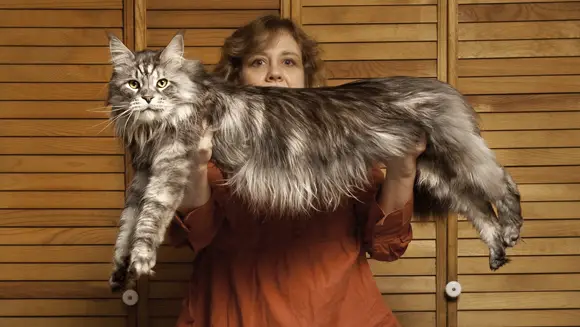 Stewie,biggest maine coon