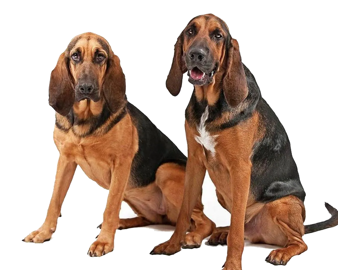 2 chiens st.huberthound