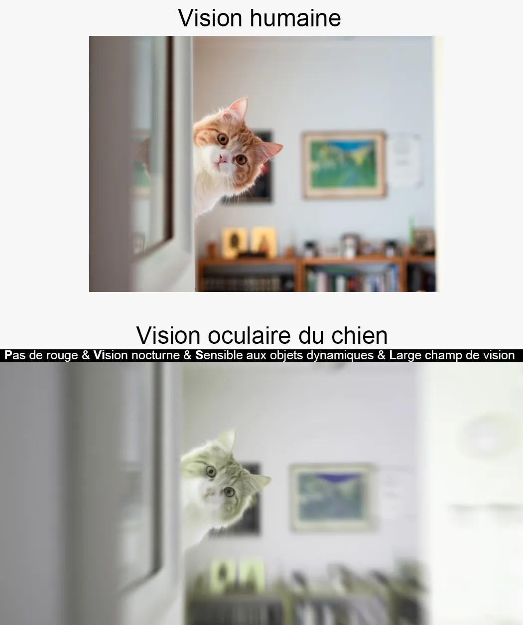 chat dans les yeux de chien