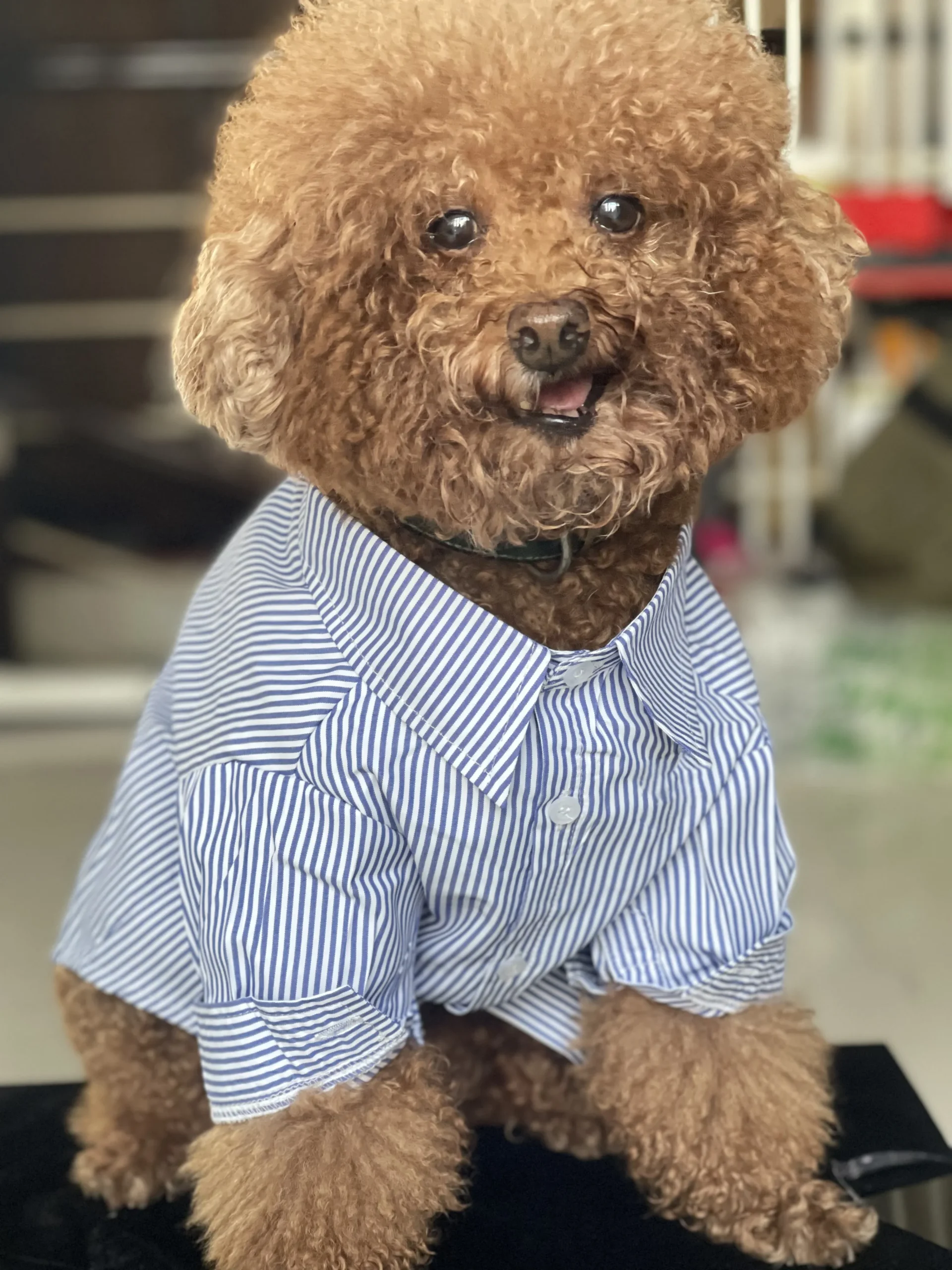 Costume Chien Office-Pet photo review