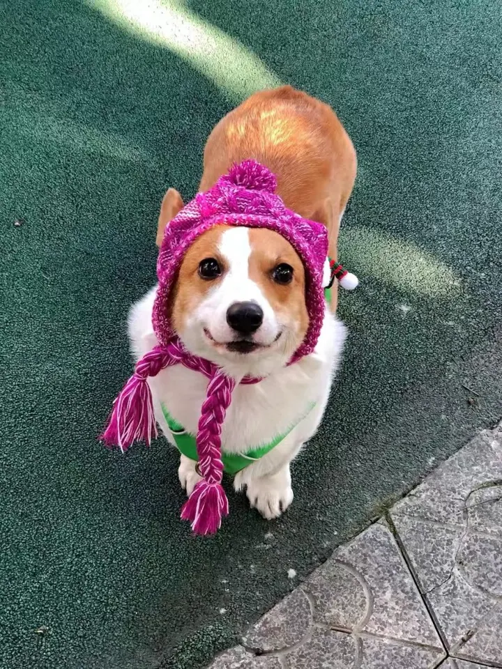 Snood & Bonnet Pour Chien Furry-Friends photo review