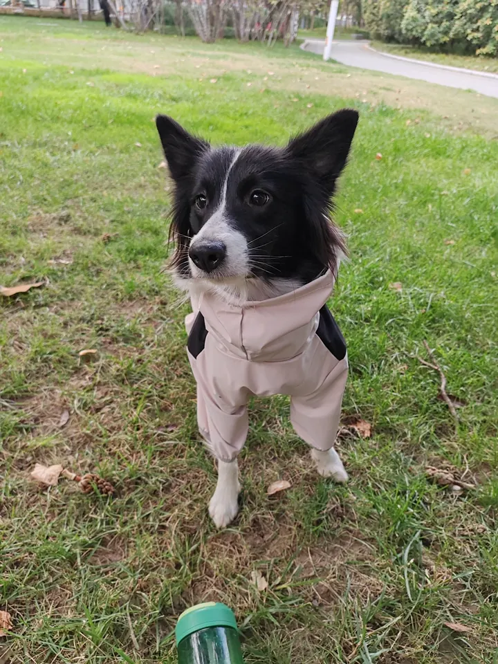 Imperméable Chien Avanzar photo review