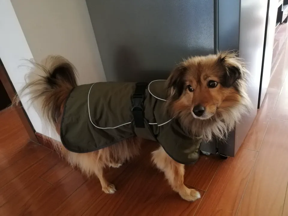 Manteau Chien Imperméable Strong photo review