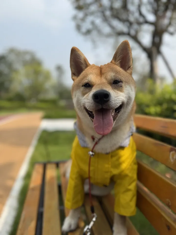 Manteau Chien Imperméable Gentle-Pet photo review