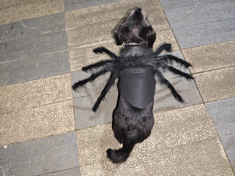 🕷️Déguisement Chien Halloween Araignée photo review