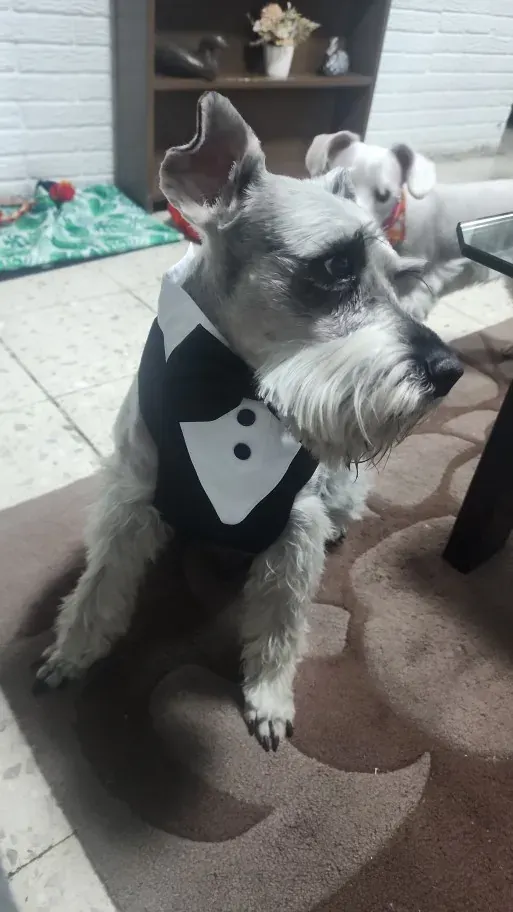 Harnais & Costume Chien Bow Tie photo review