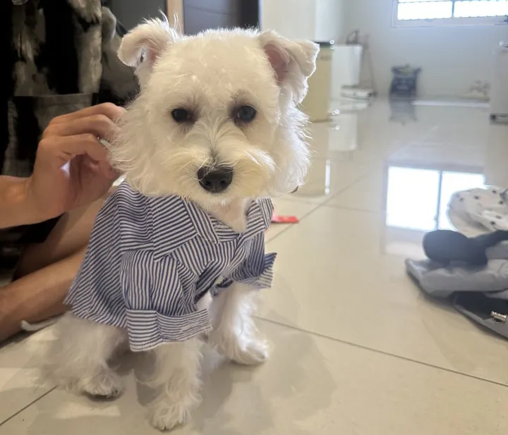 Costume Chien Office-Pet photo review