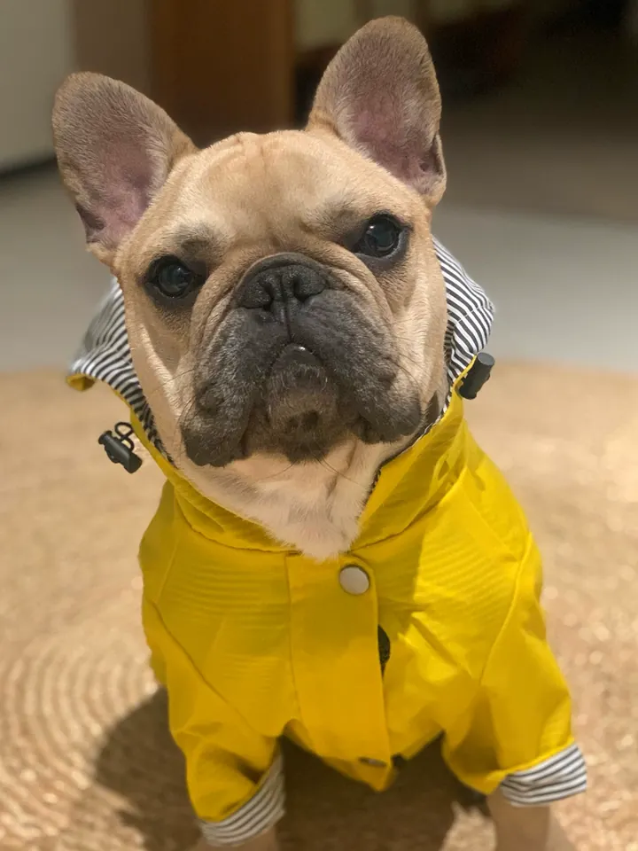 Manteau Chien Imperméable Gentle-Pet photo review