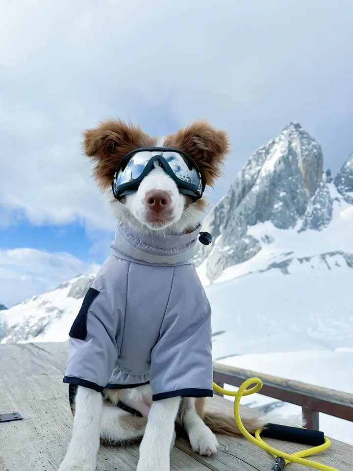 Lunette Pour Chien Cool-Paw photo review