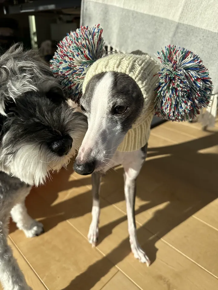 Bonnet & Snood Chien Moda photo review