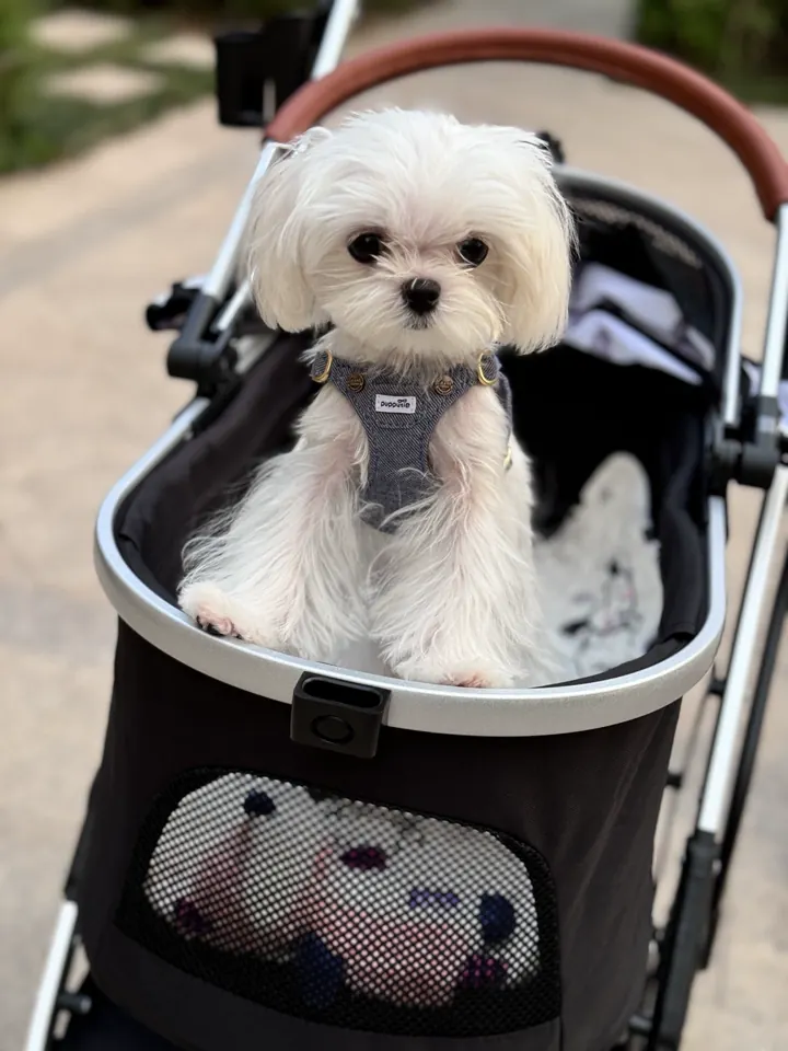 Poussette Pour Chien Luxus photo review