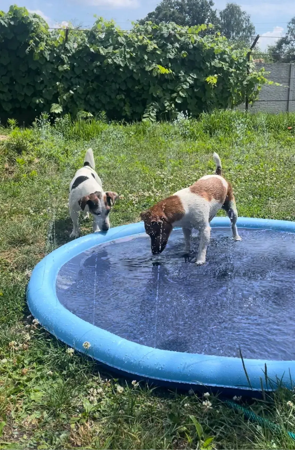 Jeu d’Eau & Piscine Pour Chien photo review