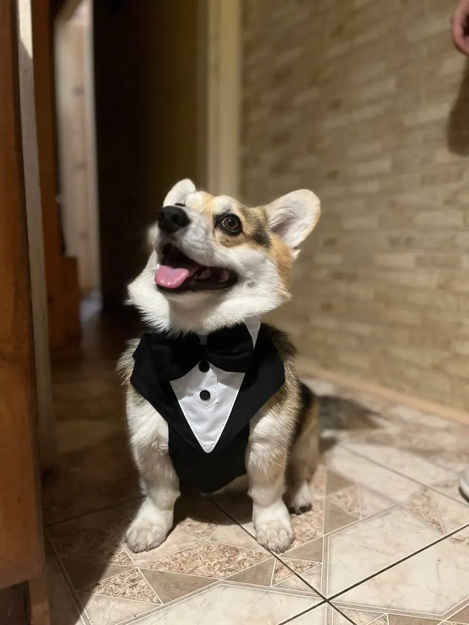 Harnais & Costume Chien Bow Tie photo review