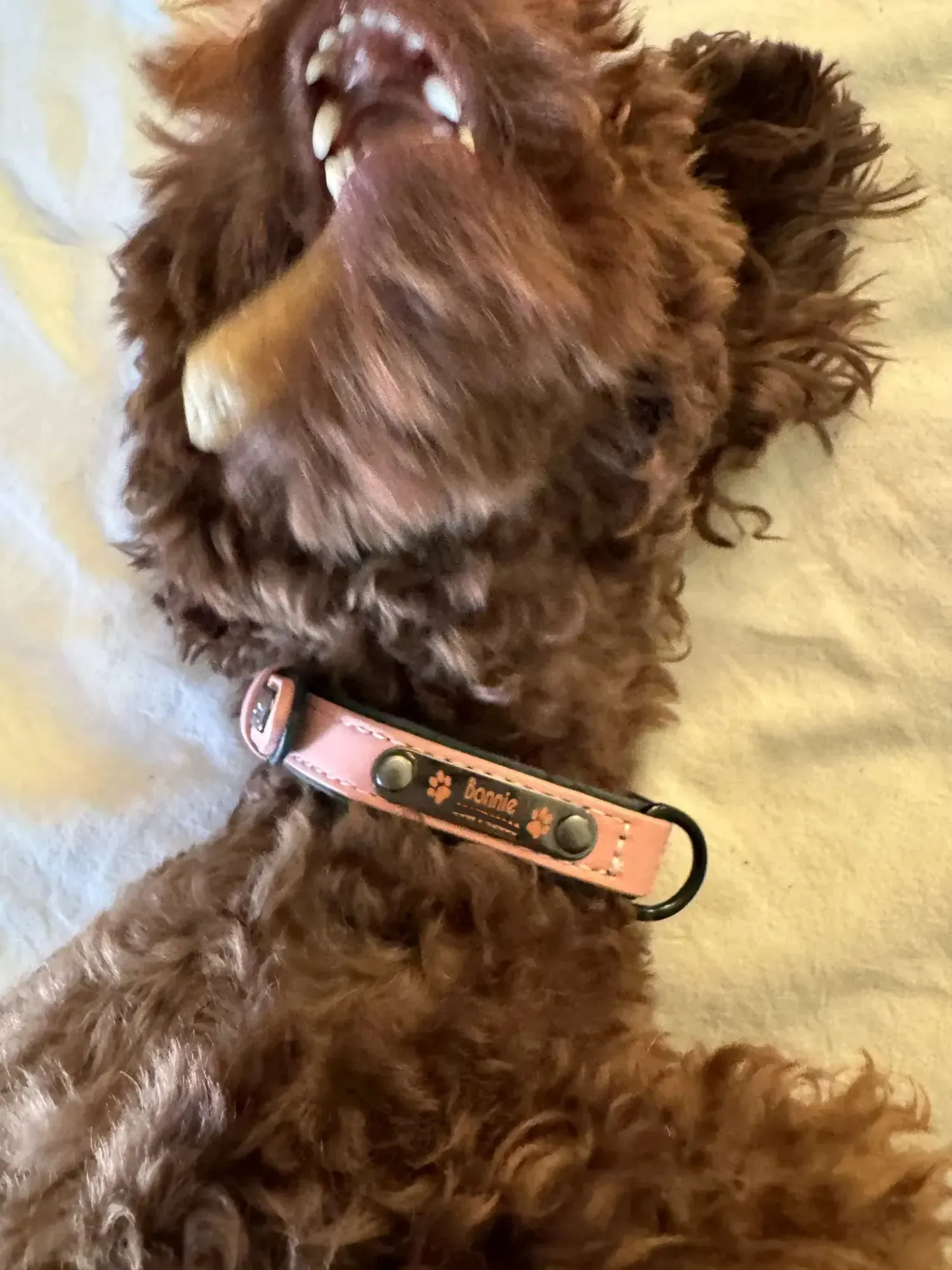 Collier Chien Personnalisé Daim Beauty photo review