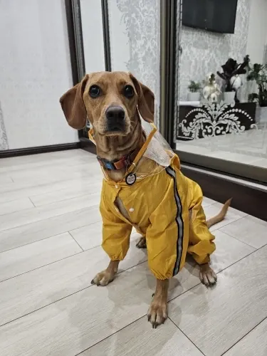 Imperméable Chien À Capuche Carino photo review