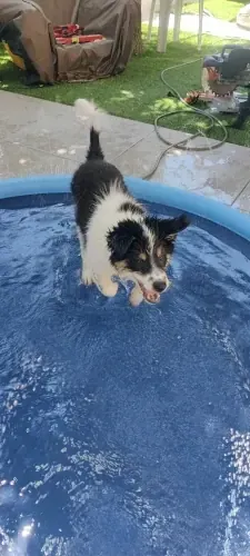 Jeu d’Eau & Piscine Pour Chien photo review