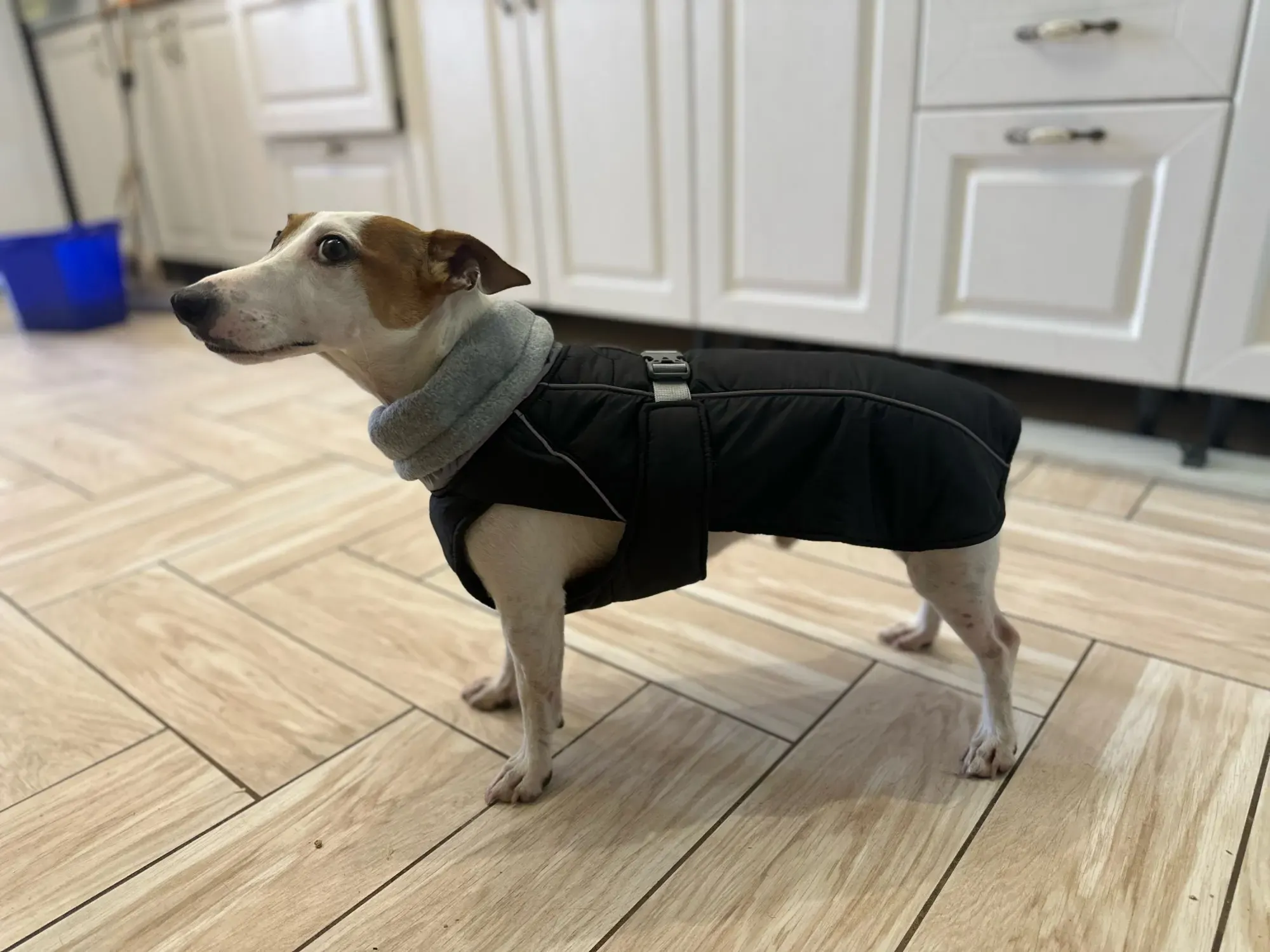 Manteau Pour Chien Imperméable Aurora photo review