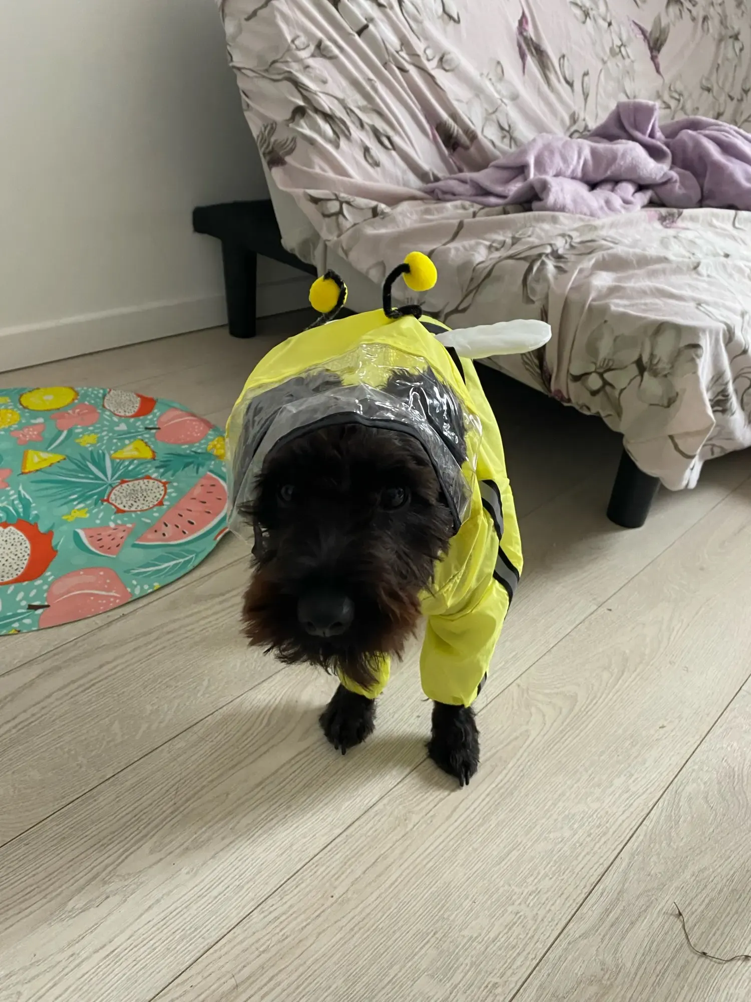 Imperméable Chien À Capuche Carino photo review