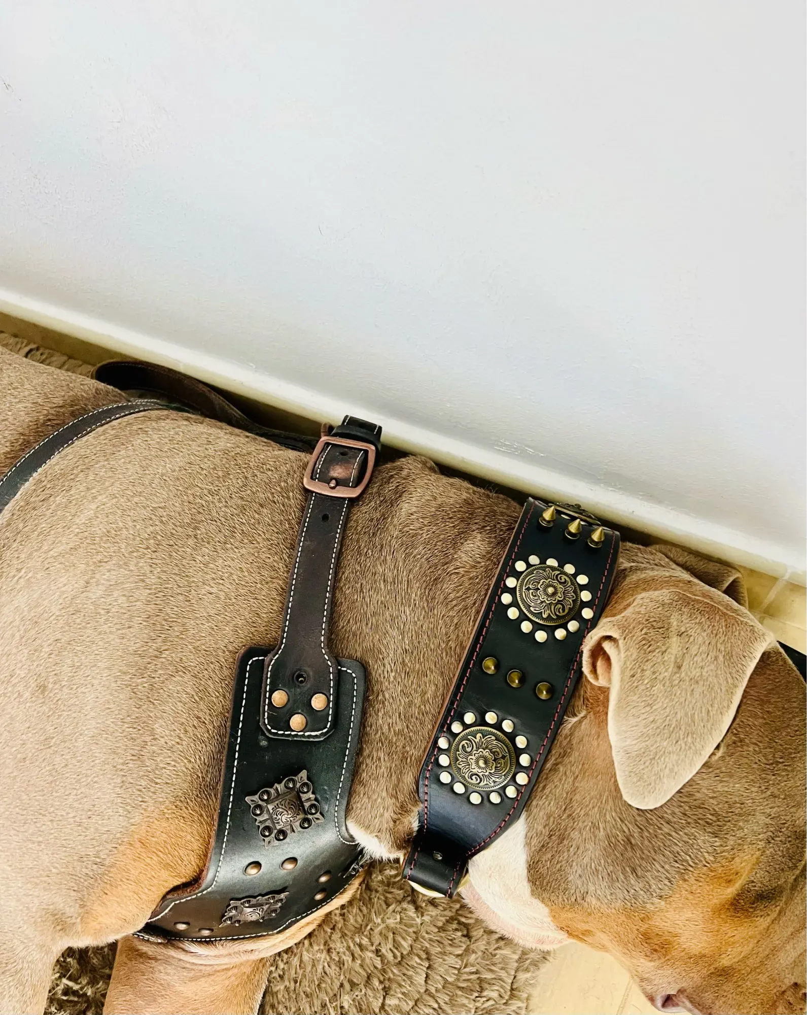 Collier Chien Cuir Boho photo review