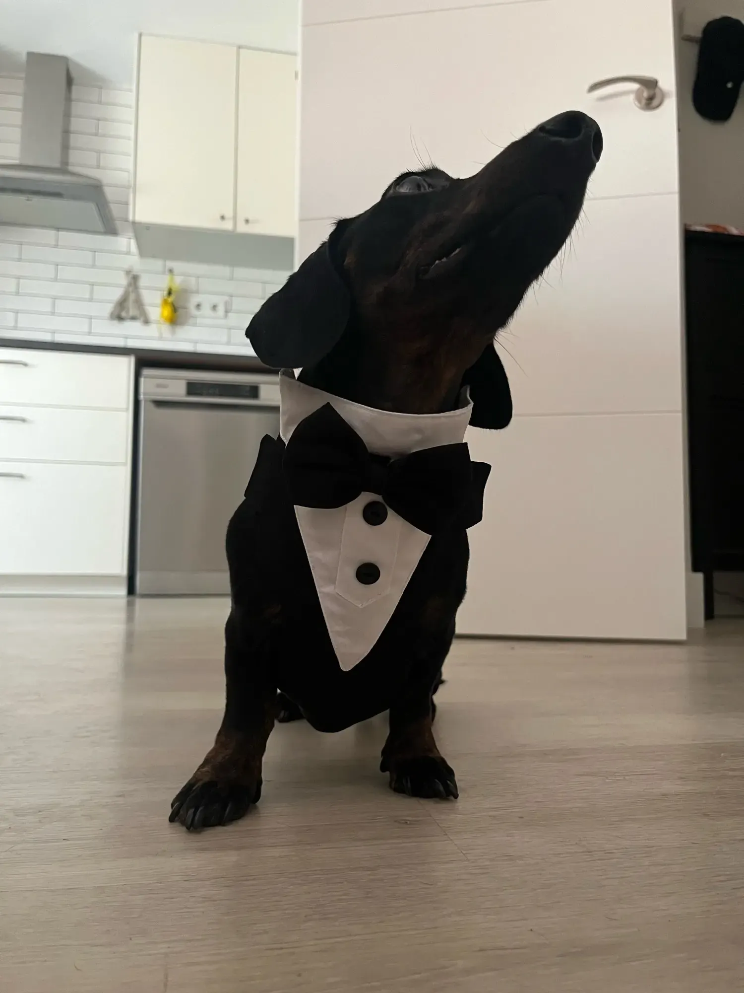 Harnais & Costume Chien Bow Tie photo review