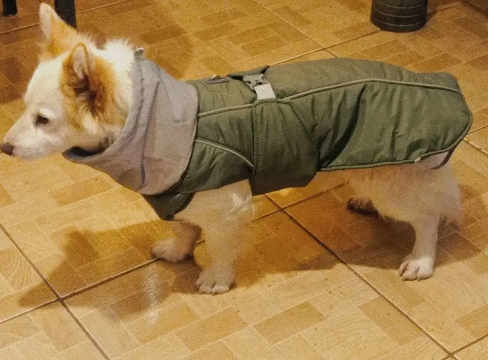 Manteau Pour Chien Imperméable Aurora photo review