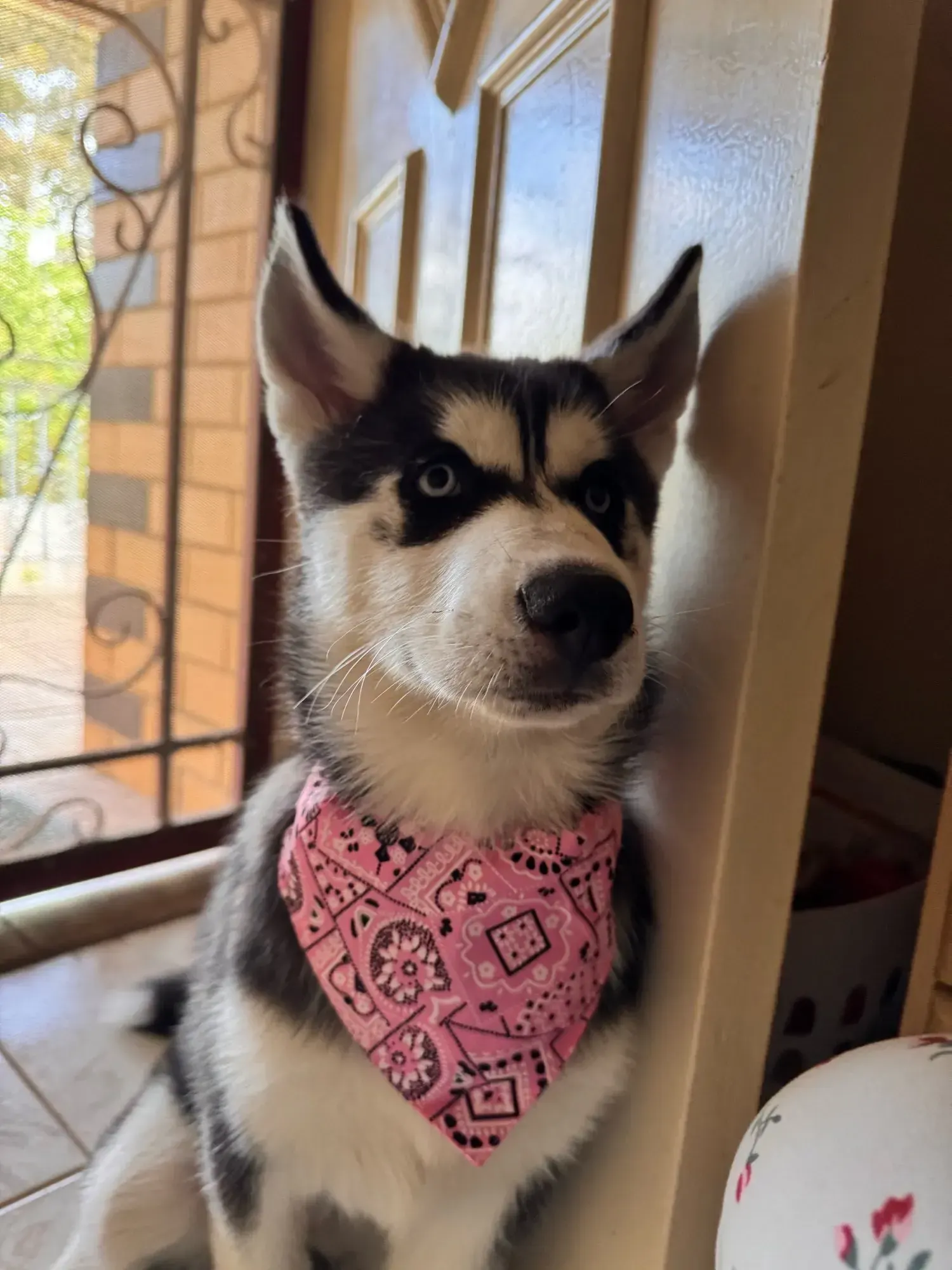 Bandana Chien Hippy photo review