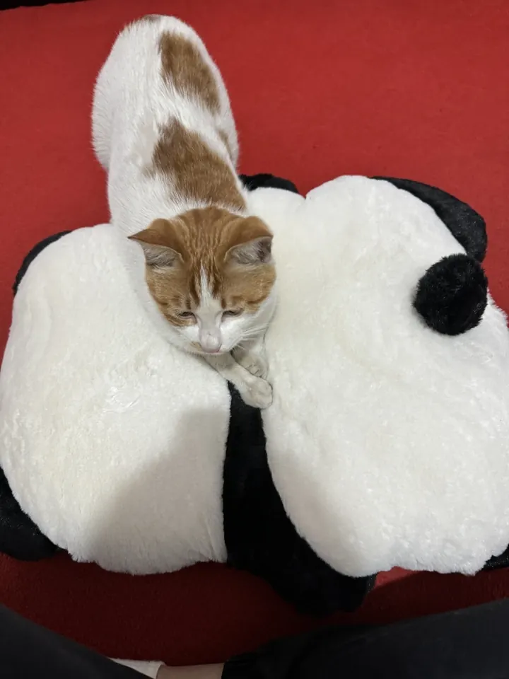 Coussin Chat Panda photo review